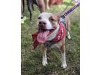 Adopt True a Parson Russell Terrier, Mixed Breed