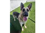 Adopt BAYLA a German Shepherd Dog, Mixed Breed