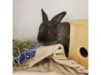 Adopt Floppa a American