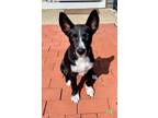 Adopt Maeve - Local Beauty!! a Shepherd, Border Collie