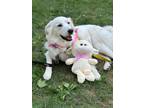 Adopt Lily May a Great Pyrenees