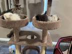 Beautiful Kittens