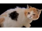 Tica British Shorthair Female Calico