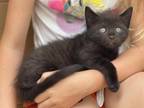 Black Kitten