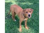 Adopt Bella a Mountain Cur, Black Mouth Cur