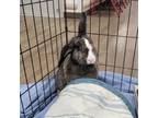 Adopt Shayla a American