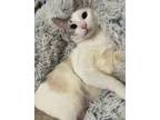 Adopt Princess Caroline a Siamese, Domestic Short Hair