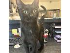 Adopt Soot Sprite a Domestic Short Hair