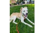 Adopt June a Golden Retriever, Mixed Breed