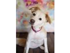 Adopt Snow a Labrador Retriever