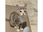 Adopt Lemon a American Shorthair