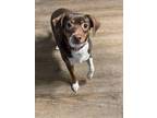 Adopt Cece a Terrier, Mixed Breed