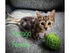 Adopt Tamago a Domestic Short Hair, Tabby