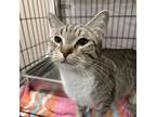Adopt Elvira a Domestic Short Hair