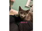 Adopt Marla B. a Domestic Short Hair