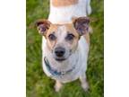 Adopt Honeycomb - Foster to Adopt a Australian Cattle Dog / Blue Heeler
