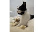 Adopt Bessie a Domestic Short Hair