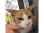 Adopt T-Mobile a Domestic Short Hair