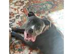 Adopt Lilly Anne a Mixed Breed