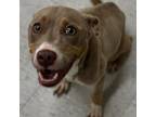 Adopt Summer a Terrier