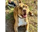 Adopt Goldie a Labrador Retriever, Mixed Breed