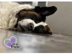 Adopt Fancy a Saint Bernard