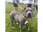 Adopt Madea a Pit Bull Terrier