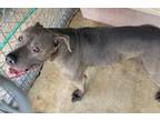Adopt Bralinda a Pit Bull Terrier