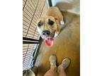 Adopt Ginger a Pit Bull Terrier, Black Mouth Cur