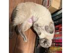 Adopt Tiana a Siamese