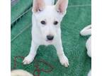 Adopt Porsche - Sedona a Husky