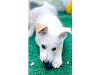 Adopt Porsche - Sierra a Husky