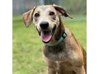 Adopt Adira a Mountain Cur, Black and Tan Coonhound