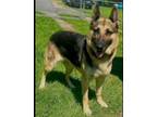 Adopt Karolina a German Shepherd Dog
