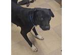 Adopt Honey Bear a Labrador Retriever, Staffordshire Bull Terrier