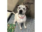 Adopt Cotton a Pit Bull Terrier