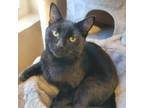 Adopt Sabi a American Shorthair