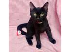 Adopt Pepper a American Shorthair
