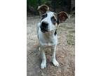 Adopt Poptart a Labrador Retriever, Australian Shepherd
