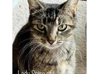 Adopt Lady Spice of Thornville a Domestic Short Hair
