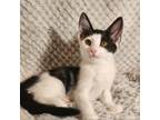 Adopt Moo Moo a Domestic Short Hair