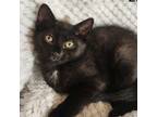 Adopt Zuu Zuu a Domestic Short Hair