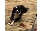 Adopt Sandy a Australian Shepherd
