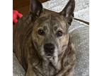 Adopt Faith a Dutch Shepherd