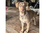 Adopt Ruthie a Beagle, Mixed Breed