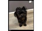 Adopt Buzz a Terrier