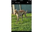 Adopt Roo a Greyhound