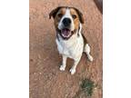 Adopt Smitty Smiles a Anatolian Shepherd, Mixed Breed