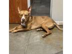 Adopt Roo a Pit Bull Terrier