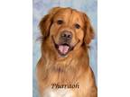 Adopt Pharaoh a Golden Retriever